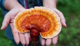Ganoderma: il fungo prodigioso dai tanti benefici per la salute