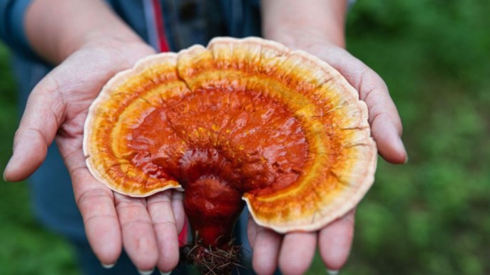Ganoderma: il fungo prodigioso dai tanti benefici per la salute