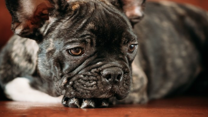 Tutto sulla rogna nei cani: dalle cause e i sintomi al trattamento