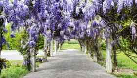 Glicine: dove posizionarlo, quando piantarlo e quanto dura