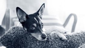 Animali domestici: l’importanza di un uso prudente degli antibiotici