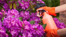 Azalea, dove metterla e come curarla in vaso