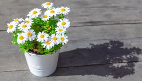 Margherite, come si curano e cosa fare quando seccano