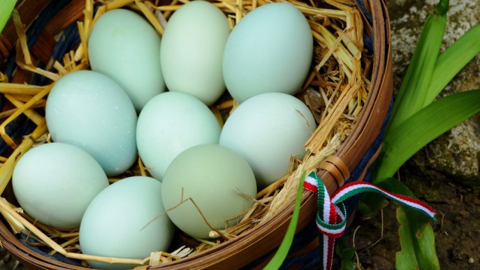 Uova blu delle galline Araucana, come si mangiano