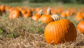 Coltivare le zucche, quanto tempo ci mettono a crescere e quando cimare le piante