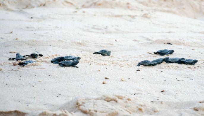 Cuccioli di tartaruga camminano sulla spiaggia