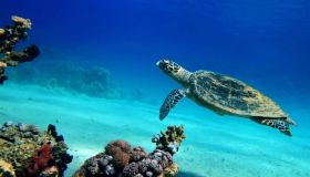 Tartarughe: 10 curiosità che in pochi conoscono