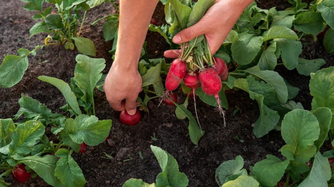 Come coltivare i ravanelli nell’orto e in vaso