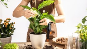 Culla di Mosè, dove posizionarla in casa e come curarla