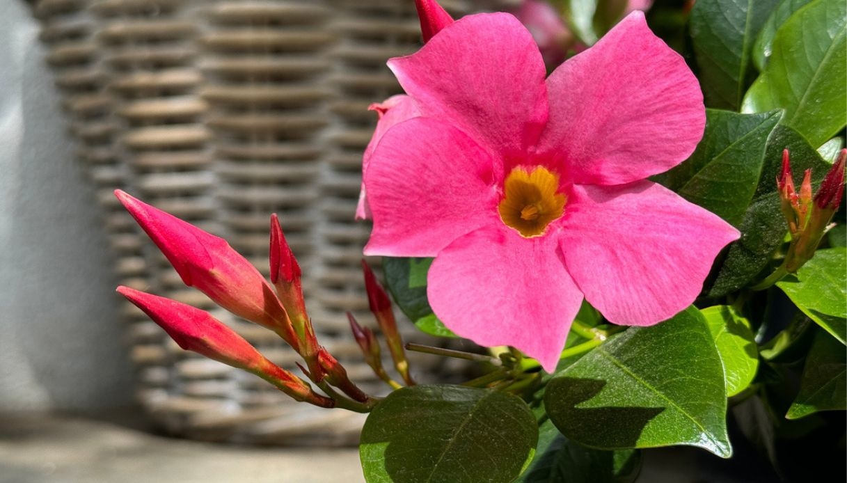 Dipladenia, come piantarla in balcone e in casa