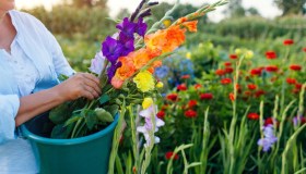 Gladioli, come e dove piantarli e quando fioriscono