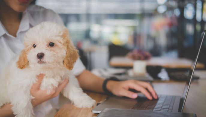 Cane in braccio a donna in ufficio