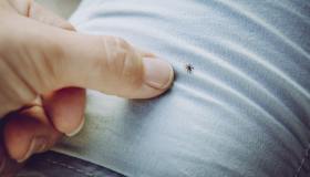 Zecche, come lavare i vestiti per eliminarle