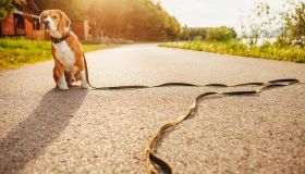Cosa fare se si trova un cane abbandonato per la strada