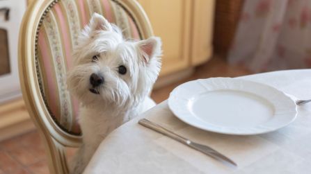 Si possono portare i cani al ristorante? Cosa dice la legge