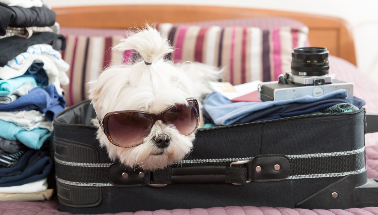 Cani in hotel: le regole e gli alberghi pet friendly in Italia