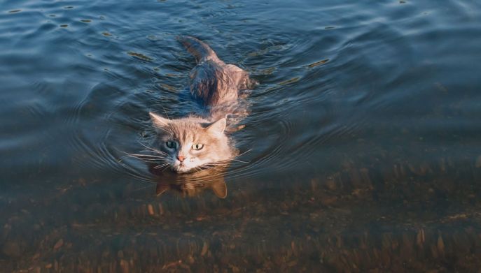 Gatto che nuota al mare