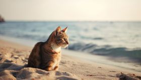 Si può portare il gatto al mare? Cosa dice la legge