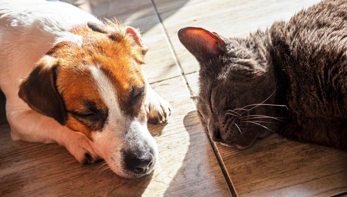 cane e gatto distesi al sole