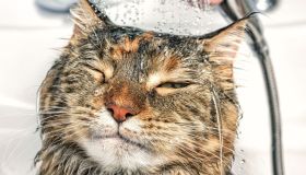 È vero che il gatto odia l’acqua?