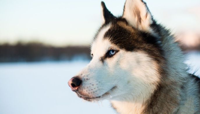 Cane Husky sulla neve