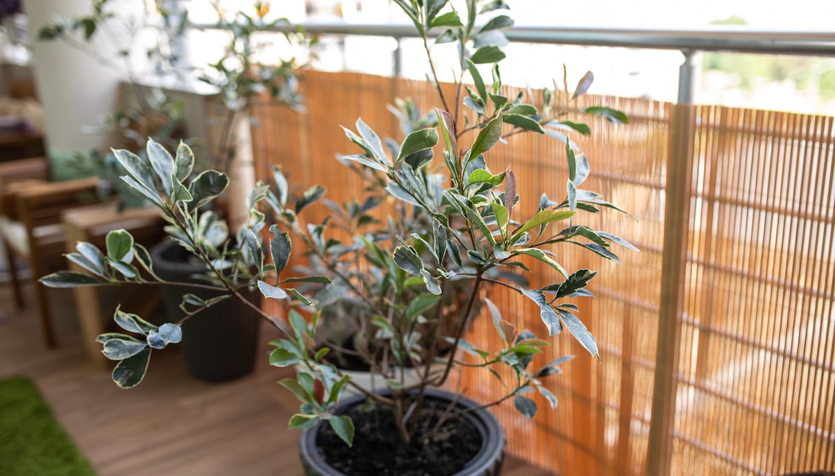 Come proteggere le piante dal vento e non far cadere i vasi