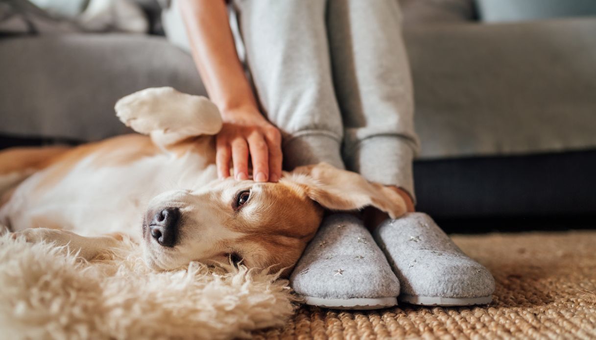 Cani, gatti & non solo: cosa rispondere quando i figli vogliono un animale domestico