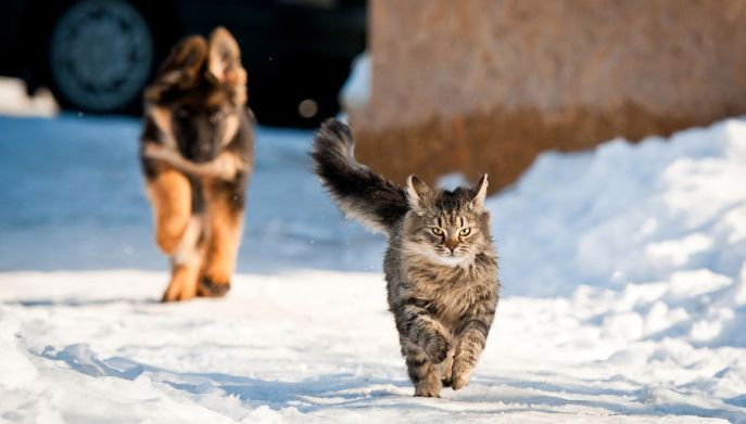 Gatto Norvegese corre più veloce del Pastore Tedesco