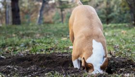 Perché il cane nasconde o sotterra cibo e oggetti?