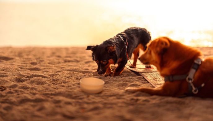 cani in spiaggia