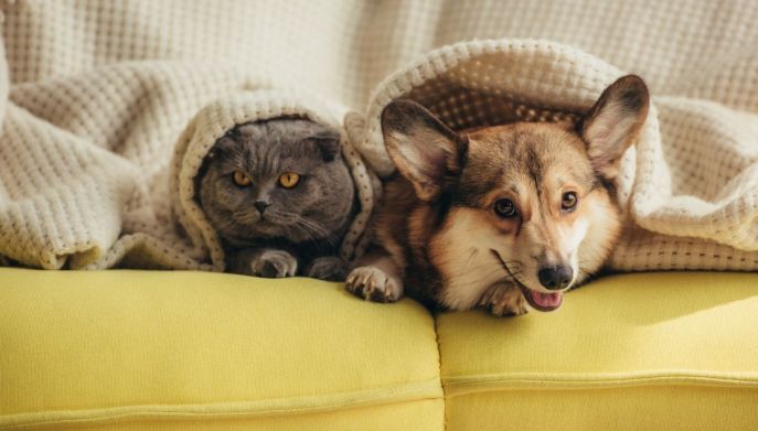 cane e gatto sul divano 