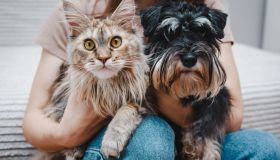 Come scegliere un allevamento per cani e gatti, gli errori da non commettere