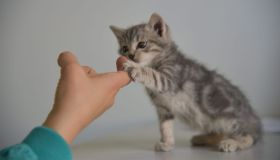 Ipertiroidismo felino: sintomi e cura efficace 