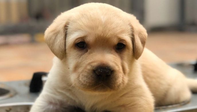 Un cucciolo di Labrador Casa Paraporti