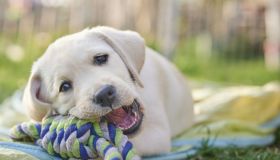 Cuccioli di Labrador: affetto per tutta la famiglia