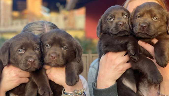 Cuccioli di Labrador