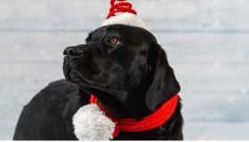 Adottare un Labrador adulto: amore e fedeltà immediati