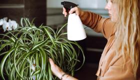 Falangio, come coltivarlo e dove tenerlo in casa