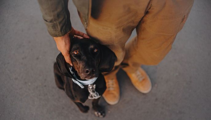 cane accanto al padrone