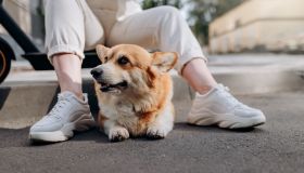 Perché il cane si siede sui tuoi piedi?