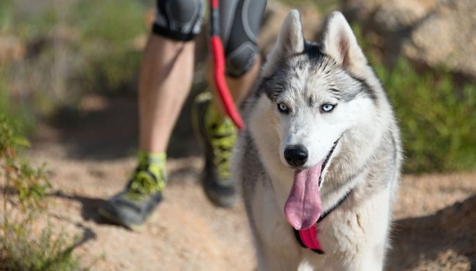 Cane in campagna fa canicross