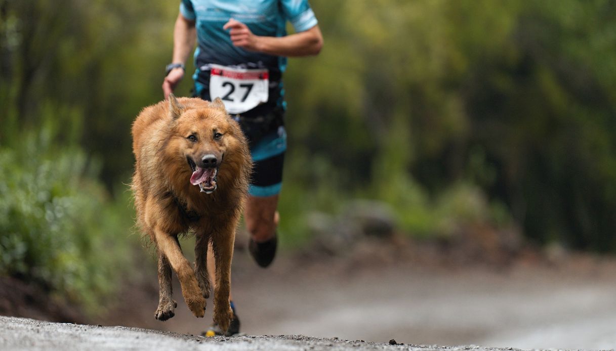 Canicross: cos’è e come funziona questo sport cinofilo