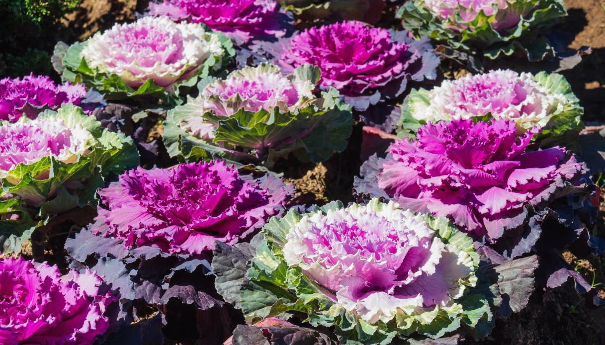 Cavoli ornamentali, quanto durano, quando si piantano e come curarli