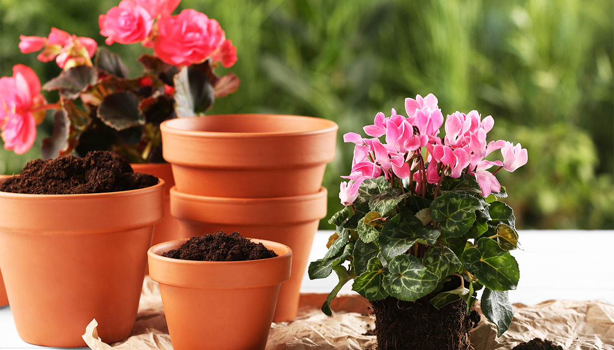 Cura delle piante in autunno