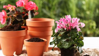 Cura delle piante in autunno