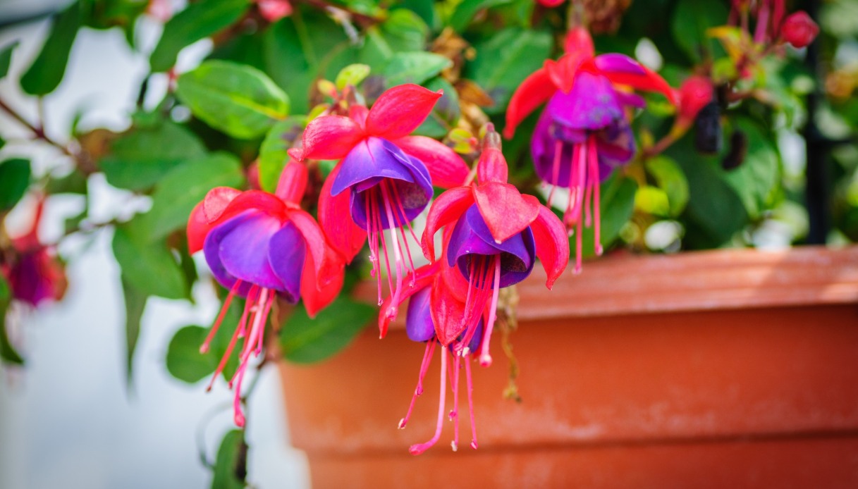 La fucsia, come coltivarla, dove posizionarla e quanto dura