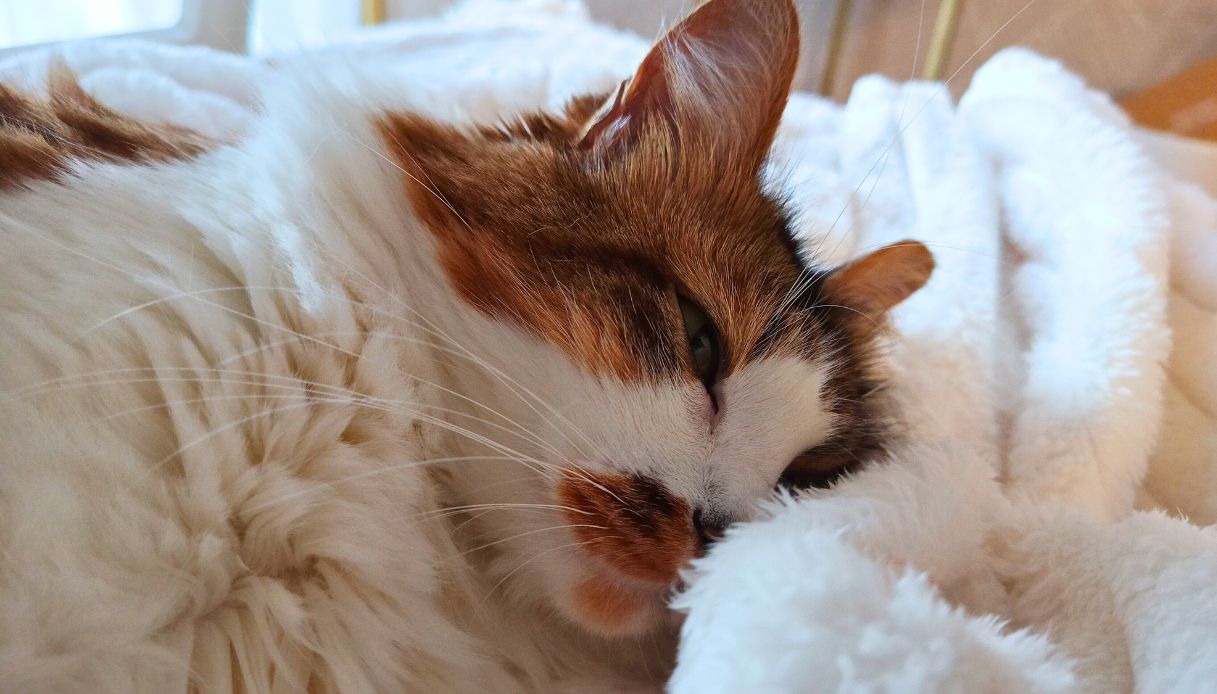 Fotocamera, funzioni speciali