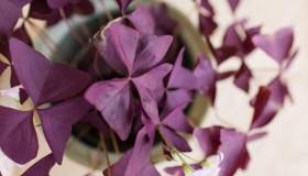 Oxalis triangularis, dove posizionare e come curare la pianta dalle foglie viola