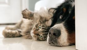 Come sgridare cane e gatto quando non accettano i rimproveri e sono disobbedienti