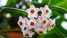 Hoya linearis o fiore di cera, come curarla e dove posizionarla in casa